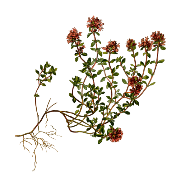 Чабрец красивенький