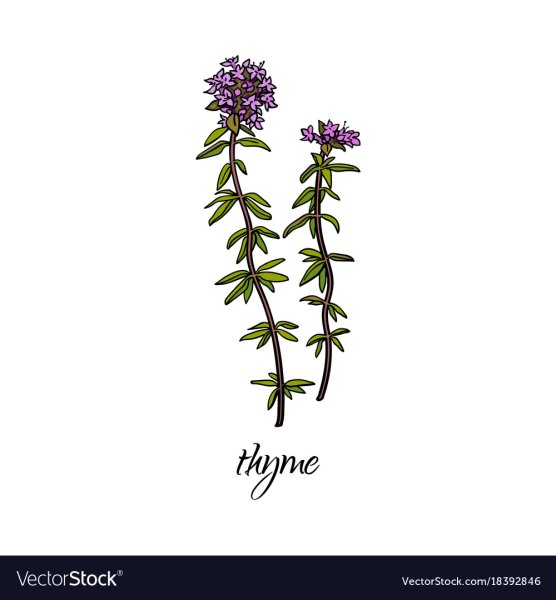 Чабрец иллюстрация