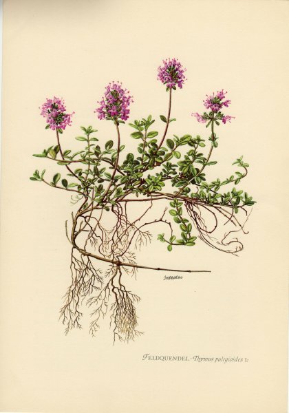 Чабрец Ботаническая иллюстрация