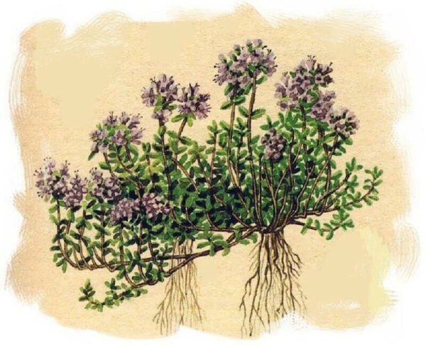 Тимьян (чабрец)