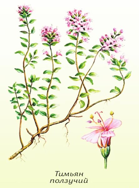 Тимьян ползучий Фармакогнозия