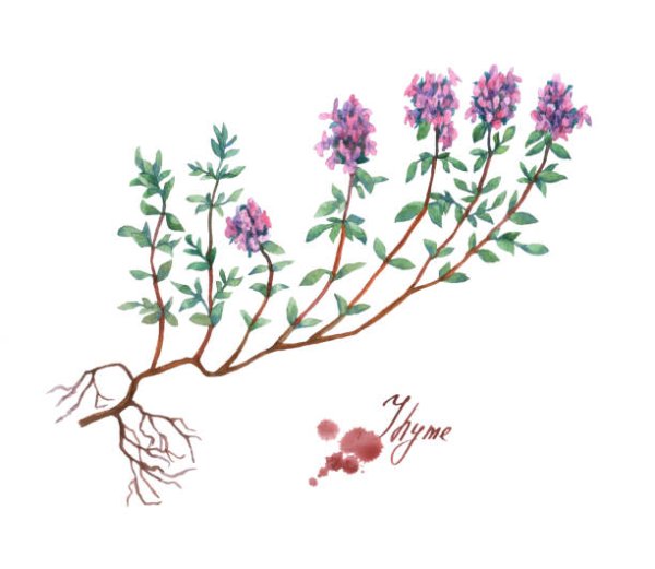 Тимьян иллюстрация