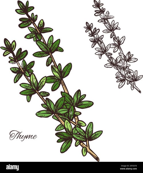 Тимьян эскиз