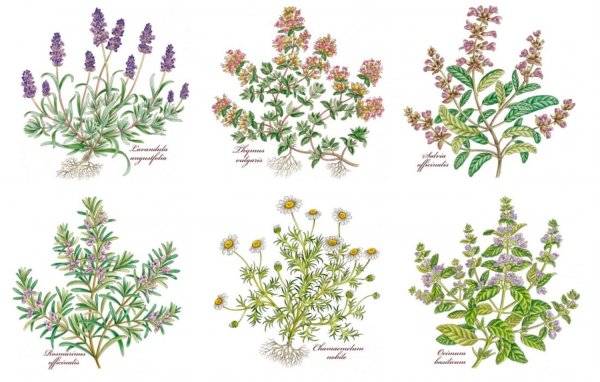 Розмарин тимьян чабрец