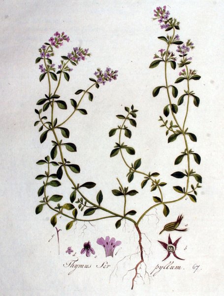 Тимьян обыкновенный (ползучий)