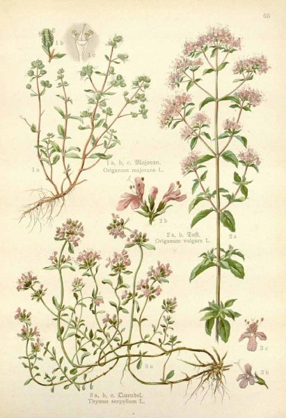 Майоран (Thymus mastichina)