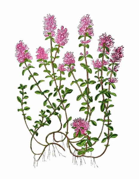 Тимьян ползучий чабрец Фармакогнозия