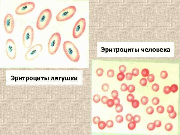 Эритроциты в крови лягушки под микроскопом
