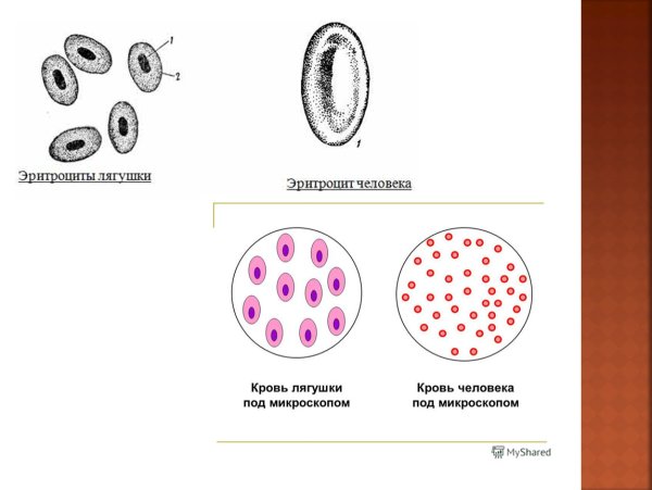 Форма клетки эритроцитов лягушки