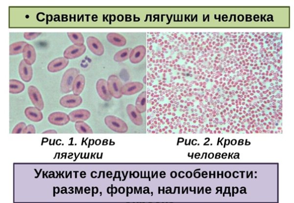 Микроскопическое строение эритроцитов лягушки