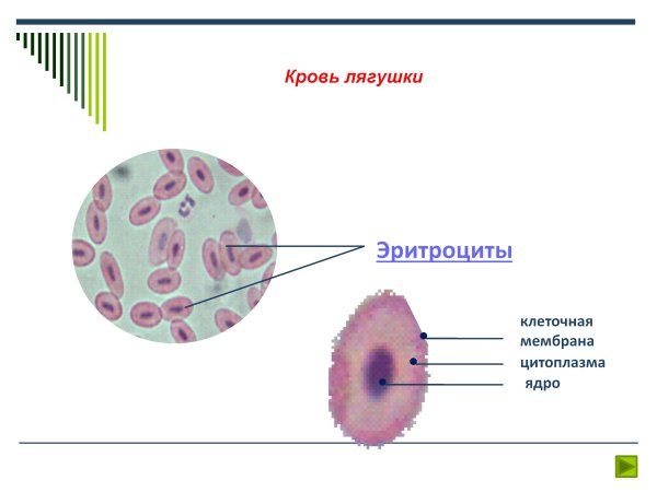 Мазок крови лягушки гистология