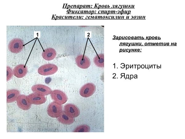 Эритроцит лягушки его форма и форма ядра