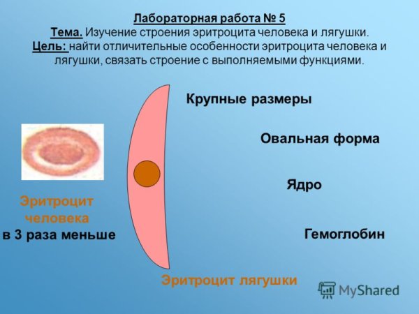Строение эритроцитов лягушки рисунок
