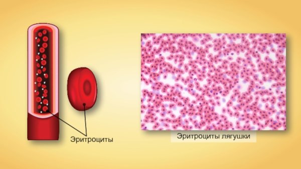 Строение эритроцита лягушки