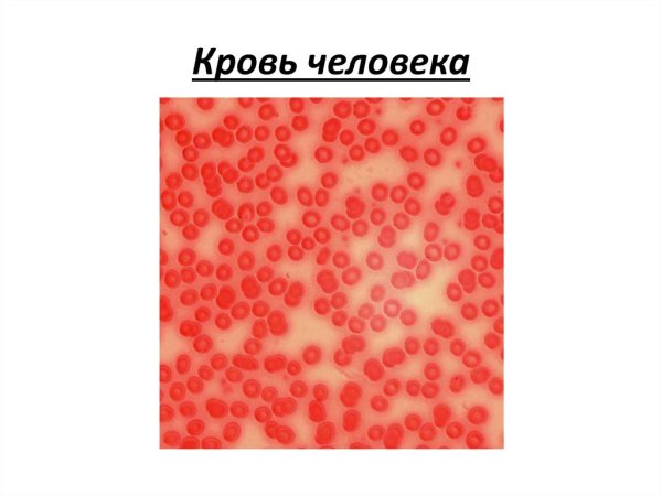 Мазок крови гистология препарат