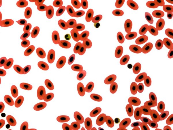 Строение клетки крови лягушки под микроскопом