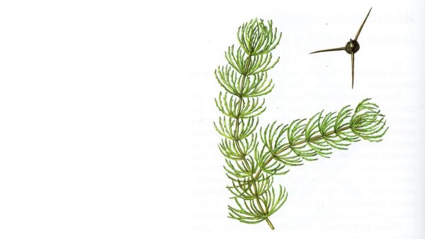 Роголистник плоскоиглый