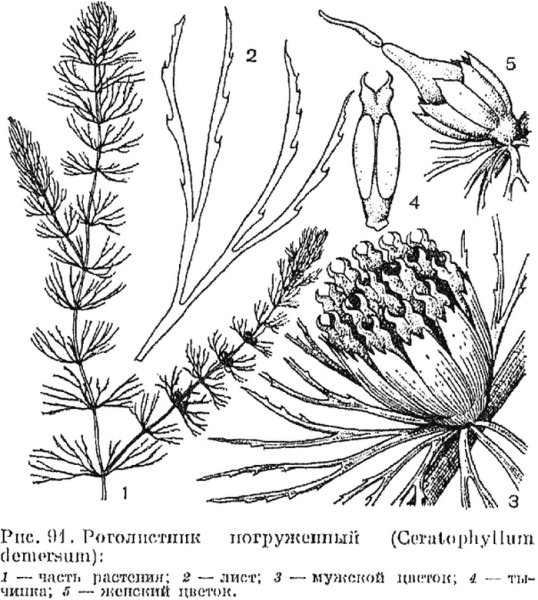 Корни роголистника
