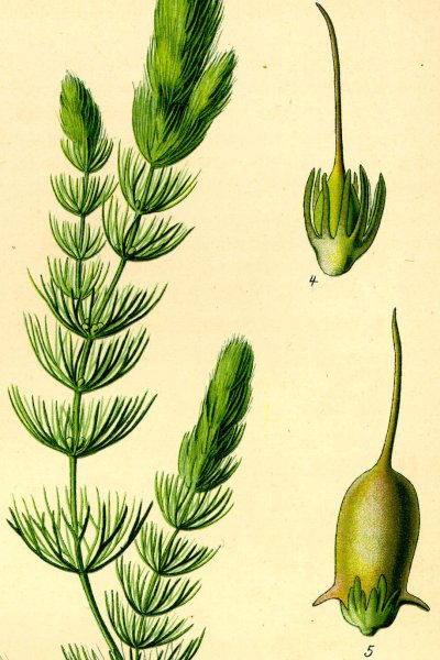 Роголистник (род Ceratophyllum)