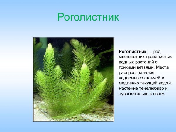 Роголистник рисунок карандашом