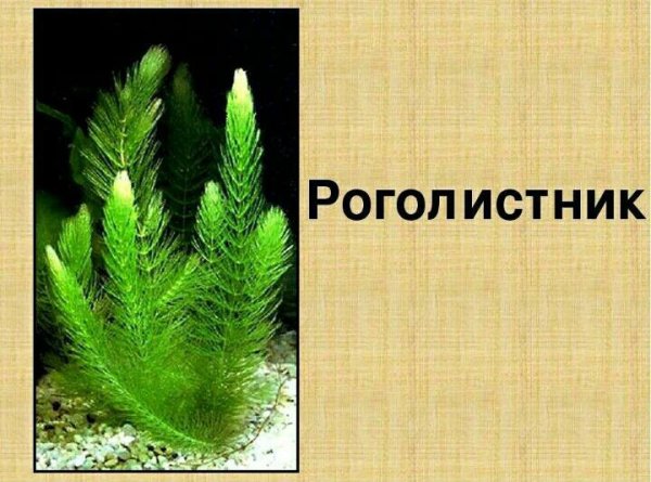 Нарисовать растение роголистник