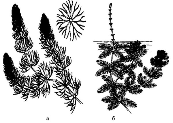 Роголистник раскраска