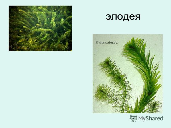 Роголистник погруженный Ceratophyllum demersum