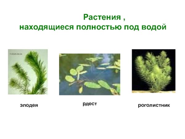 Роголистник рисунок карандашом