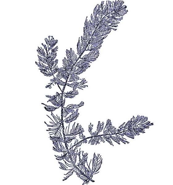 Роголистник Лисий хвост