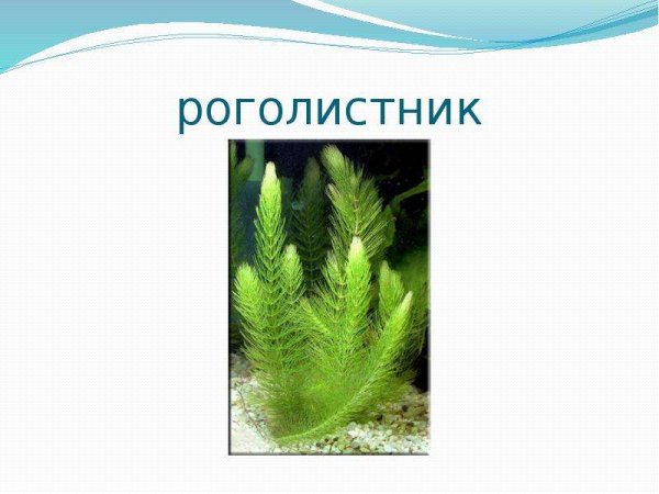 На каком рисунке изображена водоросль