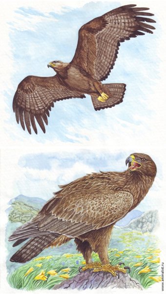 Орел для детей