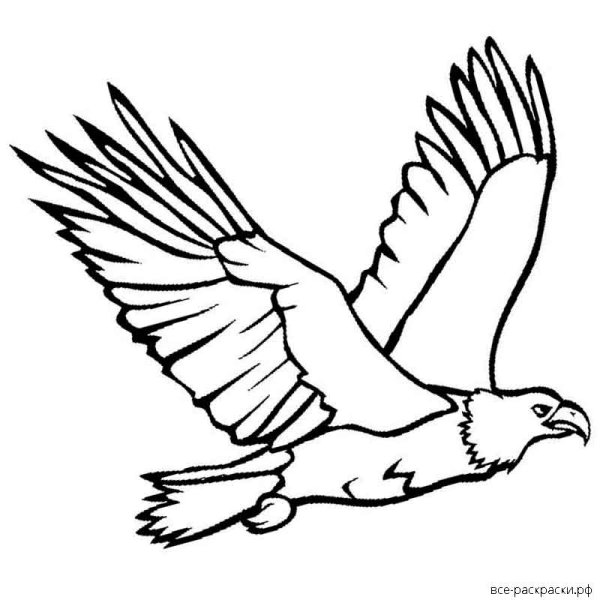 Орел раскраска