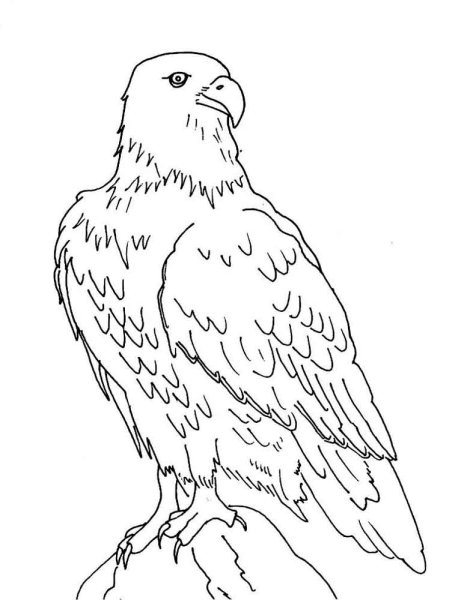 Беркут для детей