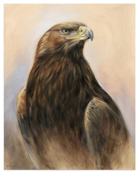 Расскраска Степной орёл