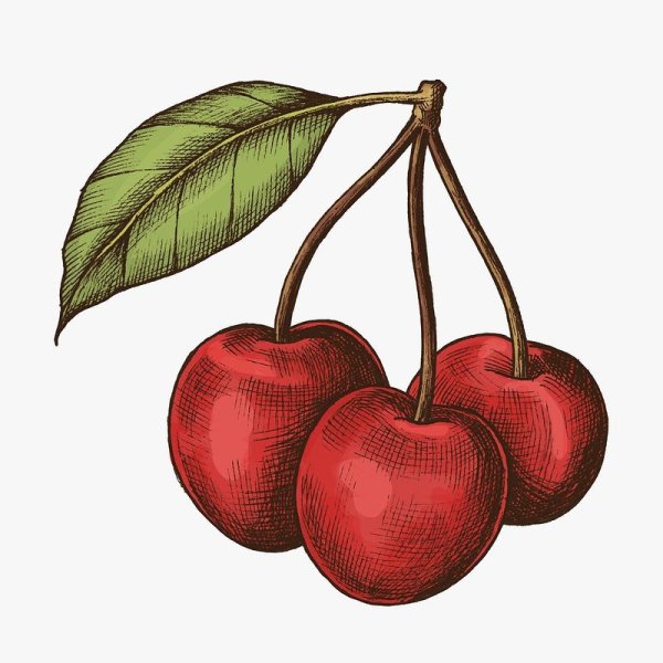 Вишня рисунок