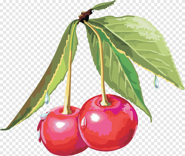 Вишня рисунок