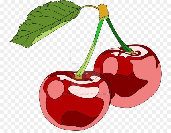 Вишня рисунок