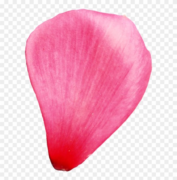 Лепесток цветка