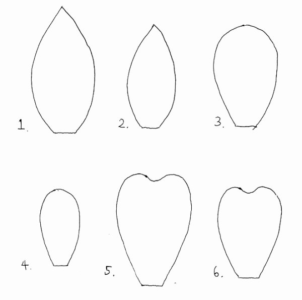 Лепесток трафарет