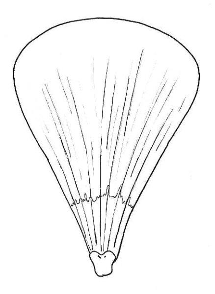 Трафареты лепестков цветов