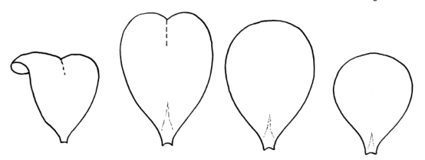 Листья ромашки для вырезания