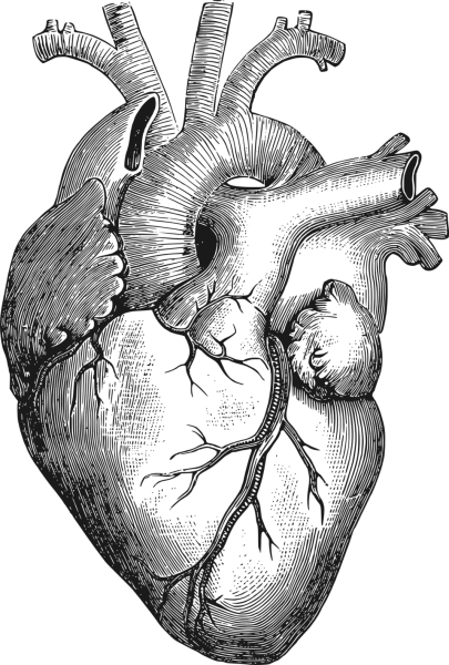 Сердце анатомия Синельников