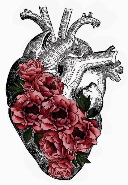 Человеческое сердце эскиз