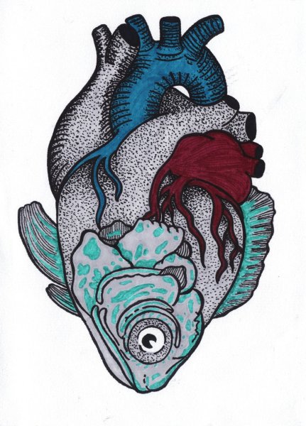 Анатомическое сердце рисунок