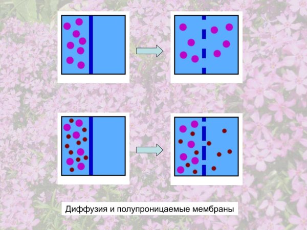 Диффузия через полупроницаемую мембрану