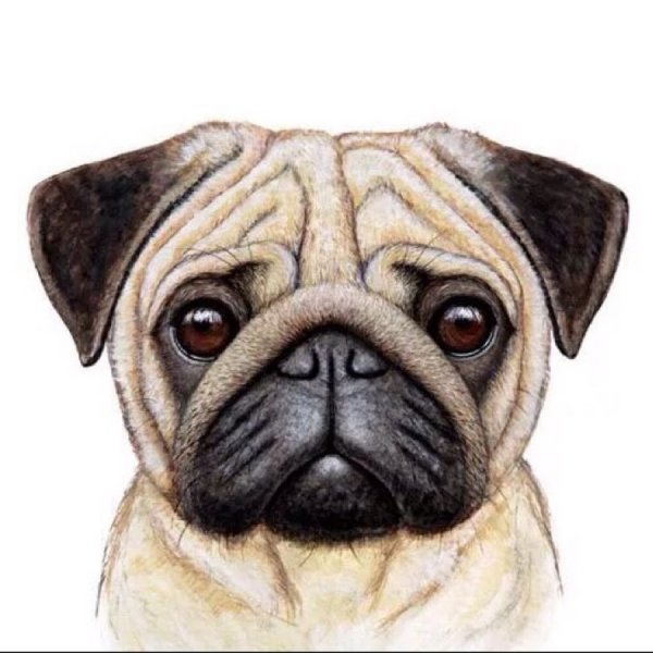 Голова МОПСА