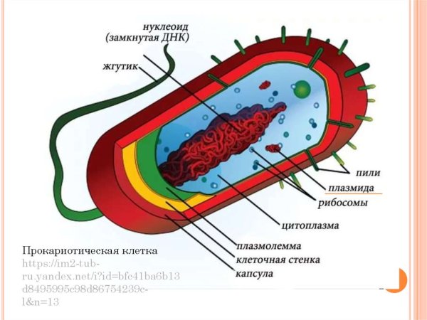 Строение клетки прокариот бактерии