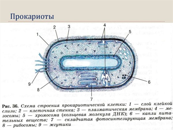 Строение бактериальной клетки прокариот