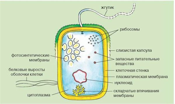 Схема строения прокариотической клетки