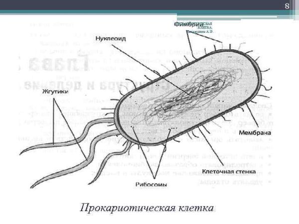 Строение бактериальной клетки прокариот